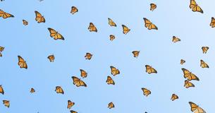 Butterflies Migrating South For The Winter Is One Of The Greatest Natural Events On Earth To Witness