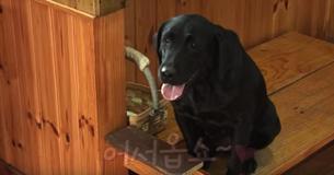 This Helpful Dog Greets Restaurant-Goers And Helps The Owner Clean Up After Closing