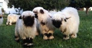 The "Cutest Sheep In The World" Are Taking The Internet By Storm - And For Good Reason