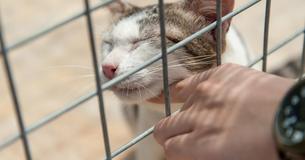 10-Year-Old Boy Hailed As Hero After Saving A Cat From Abuse By Neighborhood Bullies