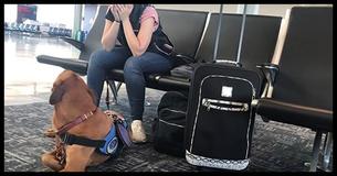 Hulp hond merkt op dat de eigenaar begint te schudden, zijn volgende beweging zijn op de camera opgenomen