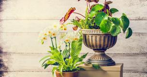 So halten Deine Orchideen ewig