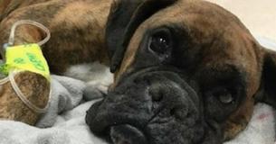 Un propriétaire décide que son chien devrait être mis à bas à cause de son incapacité d'avoir des chiots - La décision soudaine du vétérinaire devient virale 