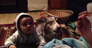 Une mère utilise de la nourriture pour motiver son bébé à dire le premier mot - mais le chien le précède