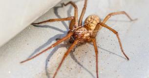Die Hauswinkelspinne ist zurück  So zieht sie nicht bei Dir ein