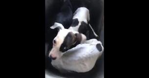 3 Abandoned Puppies Left To Starve In Road Rescued After Being Miraculously Found