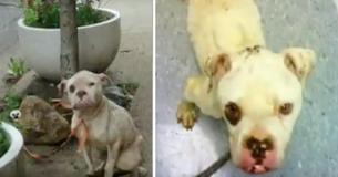Le facteur décide de s'arrêter en voyant un chien attaché à un arbre - il réalise la gravité de la situation et doit agir vite