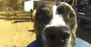 Bonnie, A Genius Pit Bull, Goes Instantly Viral After Stealing Her Owner's Go Pro (While It Was Recording)