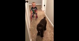 Un enfant de 2 ans marche pour la première fois, mais ce qui émeut le plus ce sont les 5 mots qu'il adresse au chien