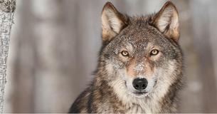 Here's Why Wolves Are Beautiful Animals That Are Important To The Ecosystem