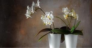 Damit Du Deine Orchideen nicht ruinierst - 10 wichtige Regeln für das Umtopfen