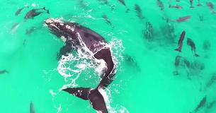 Drone Captures Footage Of Dolphins And Whales Playing Together For The First Time Ever