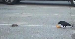 This Witty Crow Tries Everything Possible To Share Food With A Hungry Mouse