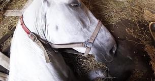 Un homme au cœur brisé chuchote "ne meurs pas" à l'oreille de son cheval bien-aimé et reçoit une réponse inattendue