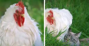Lorsque les agriculteurs ont découvert la raison pour laquelle le coq ne veut pas retourner au poulailler, leur cœur a été brisé