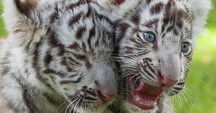 After Their Mother Refused To Feed Them, Two White Tiger Cubs Were Nursed Back to Life by Humans