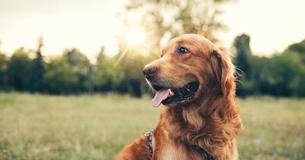 Why You Should Never Feel Guilty For Grieving The Loss Of A Pet