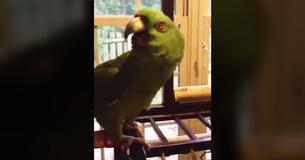 This Parrot Hysterically Singing 'Margaritaville' Will Have You Laughing So Hard You'll Cry