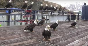 After Man Throws Shrimp, Bald Eagles By Dozens, Flock to Harbor As Captured In This Stunning Video