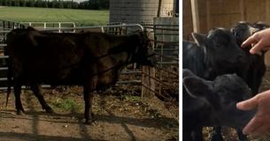 Pregnant Cow Shocks The Farmer When Her 'Babies' Are Delivered