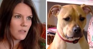 Pitbull salva bambino in pericolo svegliando la madre