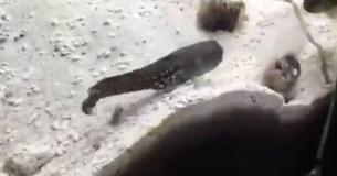 Watch This Hilarious Battle Of Two Fish Spitting Sand On Each Other