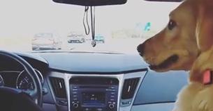 Il cane ruba il sedile anteriore della donna e le fa un sorrisetto che conquista il popolo del web