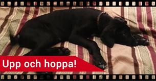 Hund vaknar klockan 3.30 på natten - hans roliga reaktion får hela internet att vika sig av skratt
