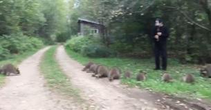 Raccoons Appear from Woods and Gather Around The Man As He Starts Playing Tune