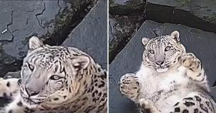 Snow Leopard Freaks Out After Discovering New Camera In Enclosure