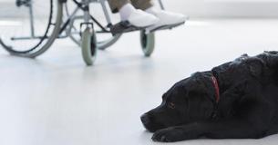 Therapiehund schenkt sterbender Frau seine eigene, letzte Liebe