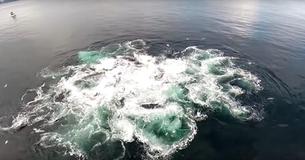 Drone legt zeldzame oceaanbeelden vast die u in ontzag zullen achterlaten