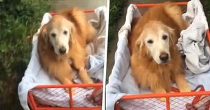 Dog Who Can’t Walk Gets A Cart From Owner So She Still Gets To Enjoy The Walkies