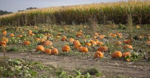 Mom's Urgent Warning Goes Viral After A Routine Trip To A Pumpkin Patch Nearly Kills Her