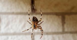 Vous ne devriez pas tuer les araignées que vous trouvez chez vous - Un entomologiste explique pourquoi