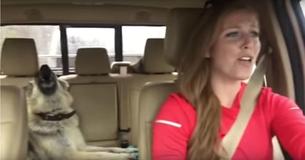 German Shepherd Is Sleeping On Back Seat But Pops Up When Her Favorite Song Comes On