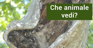 Sei il cacciatore o la preda?
