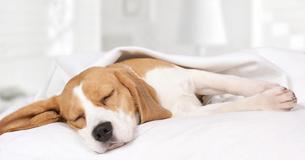 This Is Why You Should Let Your Dog Sleep In Your Bed