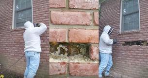 Bee Whisperer Removes Bricks From Client's Home And Is Shocked By View Of Giant Hive