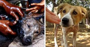 Street Dog Found Completely Stuck In Tar Makes Miraculous Recovery
