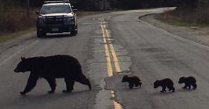 Police Officer Spots Sick Bear Cub On Street And Risked His Life To Save It