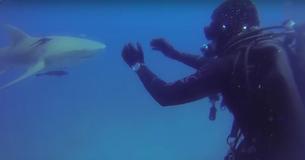Un plongeur décode l'attaque d'un requin comme un appel à l'aide en jetant un coup d'œil au ventre du requin