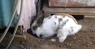 Heroic Rabbit Digs With Determination To Rescue Tiny, Trapped Kitten