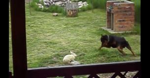 Rottweiler Discovers Bunny In the Backyard And Does Something Unexpected