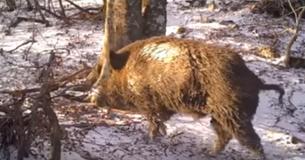 Man Filmed A Tree In The Woods For A Year And Captured Things You Never Get To See