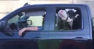 A Moment Of Hysteria When The Driver Realizes It Is A Cow In The Backseat