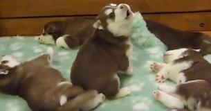 This Puppy Sounds Like Chewbacca While Howling To Wake Siblings Up And Has Left Internet In Splits
