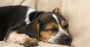 Abandoned Puppy Found With Heartbreaking Note Around Neck, Tied By The Owner