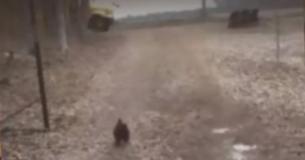 Girl Coming Home from School Is Welcomed By A Chicken