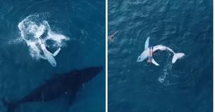 Curious Baby Whale Swims Away From Mom To Cozy Up Next To Diver